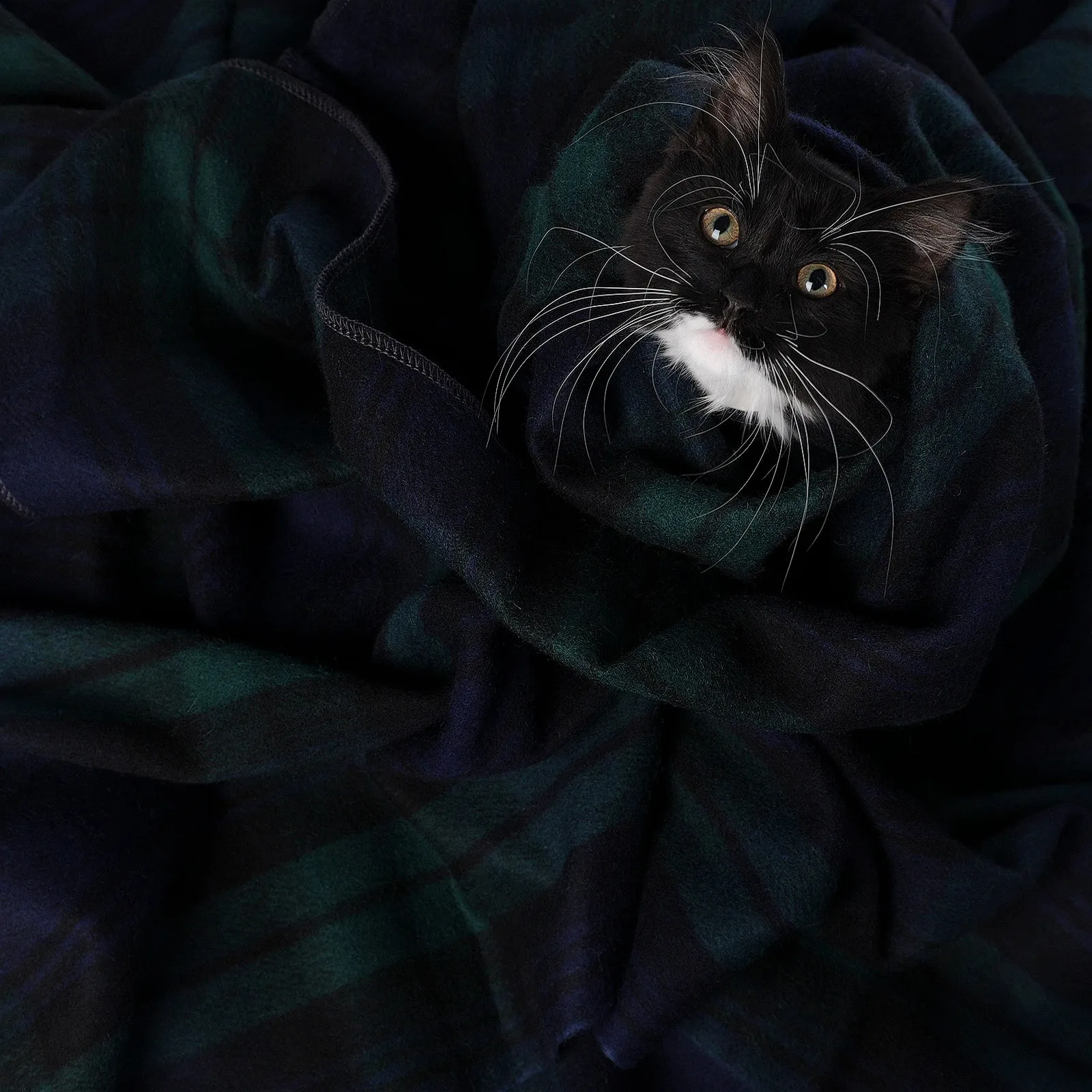 Tartan Pet Blanket Black Watch